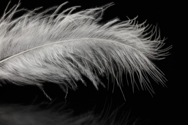 plume-leger-volant-oiseau_3304077