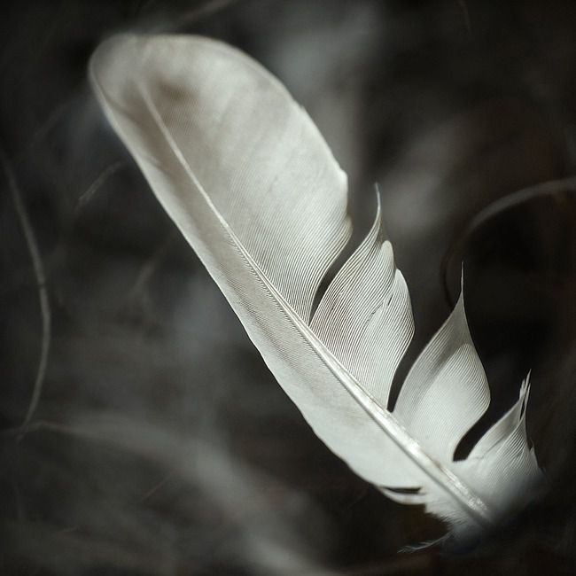 plume-nature-morte--a5e5c1T650